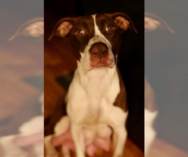 Medium Photo #1 American Pit Bull Terrier-American Staffordshire Terrier Mix Puppy For Sale in Duluth, MN, USA