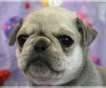 Puppy Fiona Pug