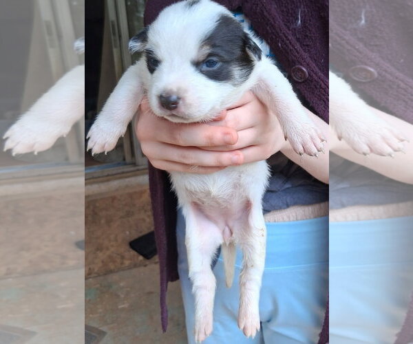 Medium Photo #10 Mutt Puppy For Sale in Holly Springs, NC, USA