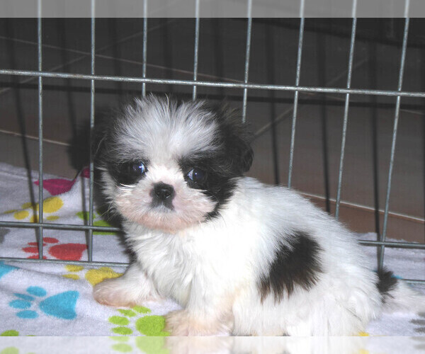 Medium Photo #11 Shih Tzu Puppy For Sale in ORO VALLEY, AZ, USA