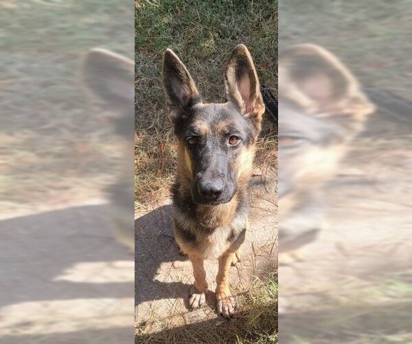 Medium Photo #4 German Shepherd Dog Puppy For Sale in La Grange , NC, USA