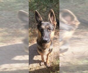 Stella - Female German Shepherd Dog Dog for Adoption - Photo #4