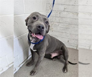 Mutt Dogs for adoption in San Bernardino, CA, USA