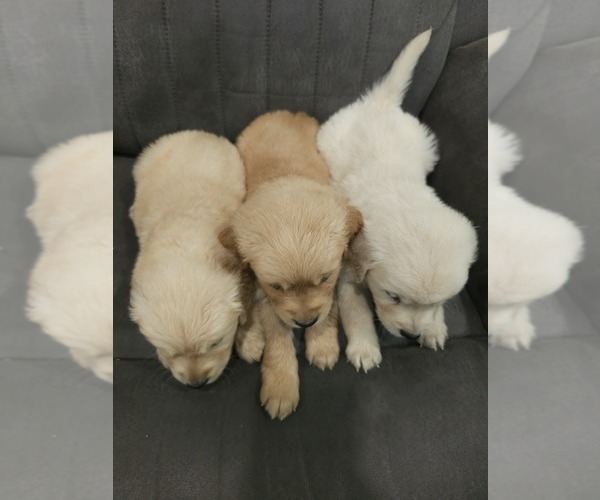 Medium Photo #9 Golden Retriever Puppy For Sale in ELVERTA, CA, USA