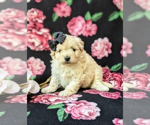 Pom-A-Poo Puppy for sale in OXFORD, PA, USA