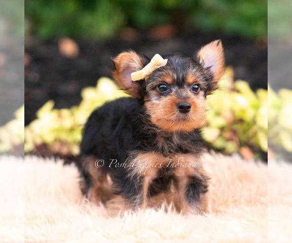 Medium Photo #79 Yorkshire Terrier Puppy For Sale in WARSAW, IN, USA