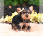 Small Photo #79 Yorkshire Terrier Puppy For Sale in WARSAW, IN, USA