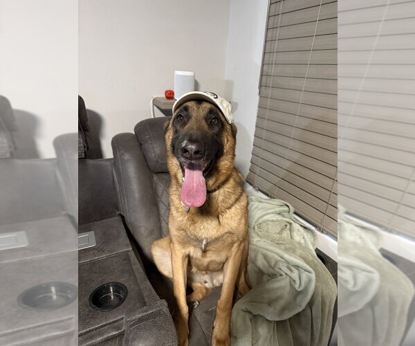 Medium Photo #3 German Shepherd Dog-Unknown Mix Puppy For Sale in Imlay City, MI, USA