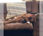 Small Photo #4 Boxer Puppy For Sale in BLUM, TX, USA
