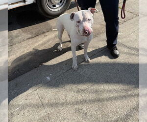 Mutt Dogs for adoption in Stockton, CA, USA