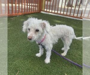 Poodle (Toy)-Unknown Mix Dogs for adoption in Las Vegas, NV, USA