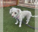 Small Poodle (Toy) Mix