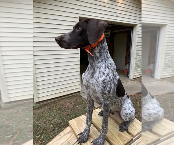 Medium Photo #1 German Shorthaired Pointer Puppy For Sale in DYERSBURG, TN, USA