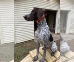 Small German Shorthaired Pointer