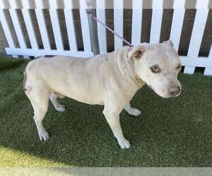 Mutt Dogs for adoption in Modesto, CA, USA