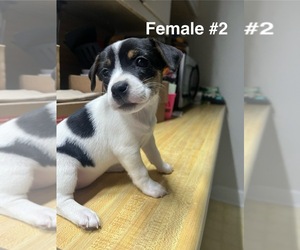 Jack Russell Terrier Puppy for sale in BOLIVAR, TN, USA