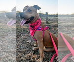 Small American Staffordshire Terrier Mix