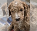 Small Photo #13 Goldendoodle Puppy For Sale in BROADVIEW HEIGHTS, OH, USA