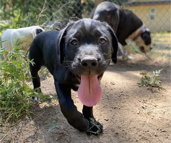 Medium Photo #1 Boxweiler Puppy For Sale in BUXTON, OR, USA