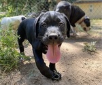 Small Photo #1 Boxweiler Puppy For Sale in BUXTON, OR, USA
