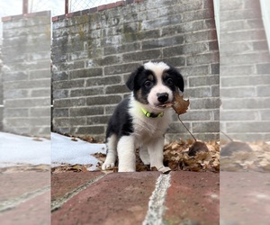 Border Collie Puppy for sale in YAKIMA, WA, USA