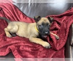 Small Photo #63 Belgian Malinois Puppy For Sale in REESEVILLE, WI, USA