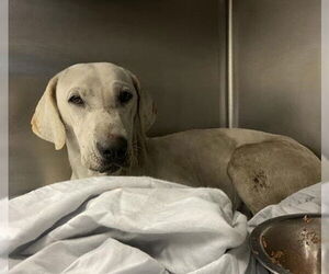 Mutt Dogs for adoption in San Antonio, TX, USA