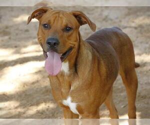 Labrador Retriever-Unknown Mix Dogs for adoption in Tallahassee, FL, USA