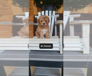 Poodle (Miniature) Puppy for sale in NATHALIE, VA, USA