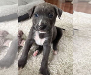 American Pit Bull Terrier-Labrador Retriever Mix Dogs for adoption in Clarkston, MI, USA