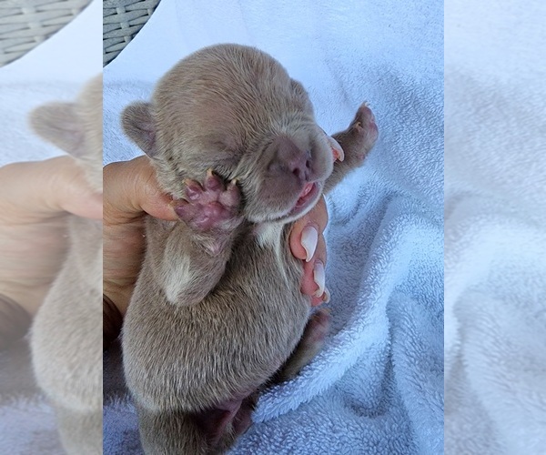 Medium Photo #4 French Bulldog Puppy For Sale in LAS VEGAS, NV, USA