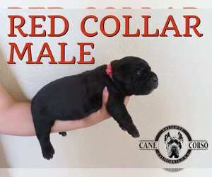 Cane Corso Puppy for sale in APPLE VALLEY, CA, USA