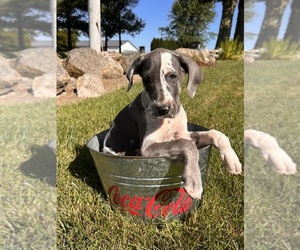 Great Dane Puppy for sale in MIDDLEBURY, IN, USA