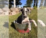 Image preview for Ad Listing. Nickname: Lucy