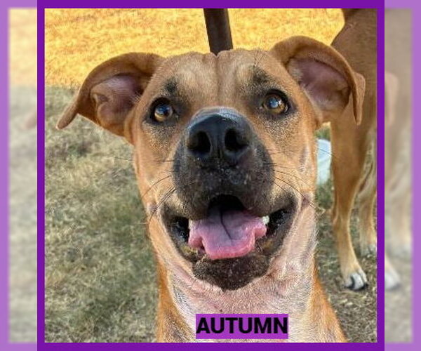 Medium Photo #2 Black Mouth Cur-Unknown Mix Puppy For Sale in Granbury, TX, USA
