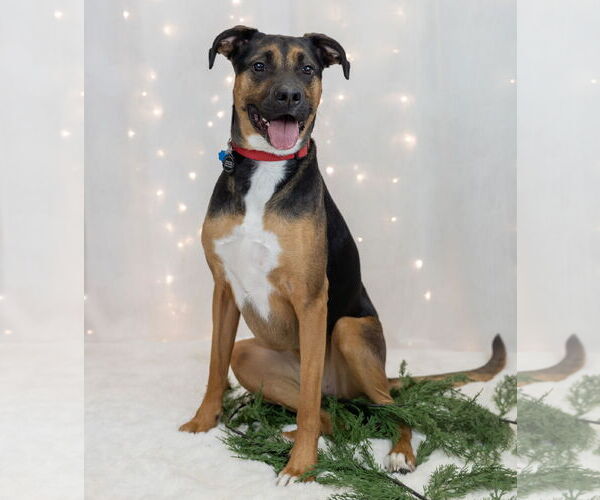 Medium Photo #8 Shepweiller Puppy For Sale in Princeton, MN, USA