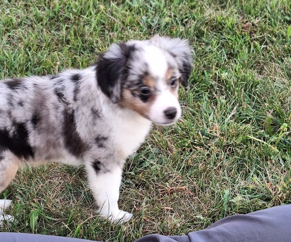 Medium Photo #2 Miniature Australian Shepherd Puppy For Sale in FAIRVIEW, SD, USA