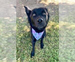 German Shepherd Dog Dogs for adoption in Tulsa, OK, USA