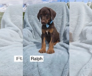 Doberman Pinscher Puppy for sale in POMEROY, OH, USA