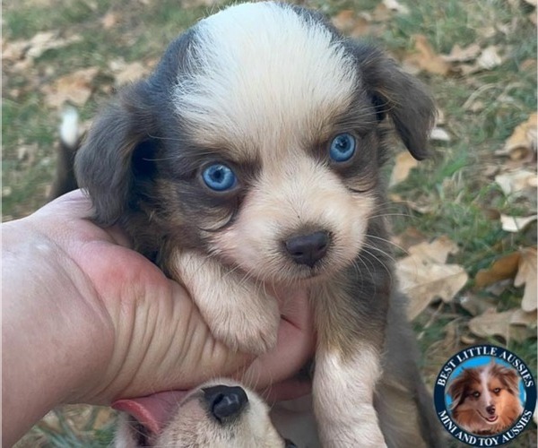 Medium Photo #2 Miniature Australian Shepherd Puppy For Sale in GRANBURY, TX, USA