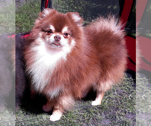 Father of the Pomeranian puppies born on 03/15/2026