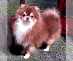 Small Photo #1 Pomeranian Puppy For Sale in WEST PALM BEACH, FL, USA