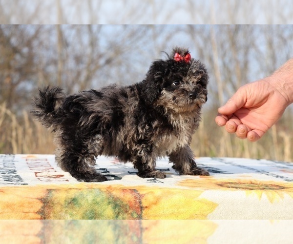 Medium Photo #14 ShihPoo Puppy For Sale in DYERSBURG, TN, USA