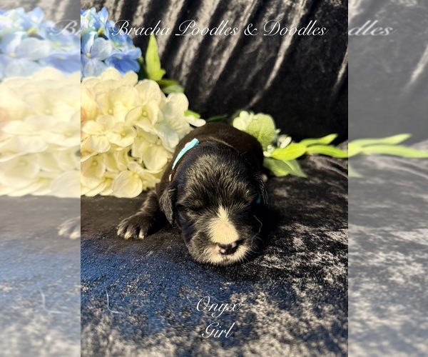 Medium Photo #5 Golden Mountain Doodle  Puppy For Sale in SAINT CLOUD, MN, USA