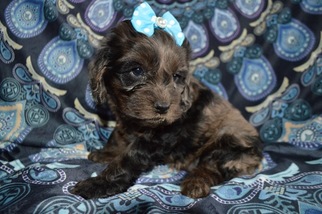 Cocker Spaniel-Poodle (Miniature) Mix Puppy for sale in HONEY BROOK, PA, USA
