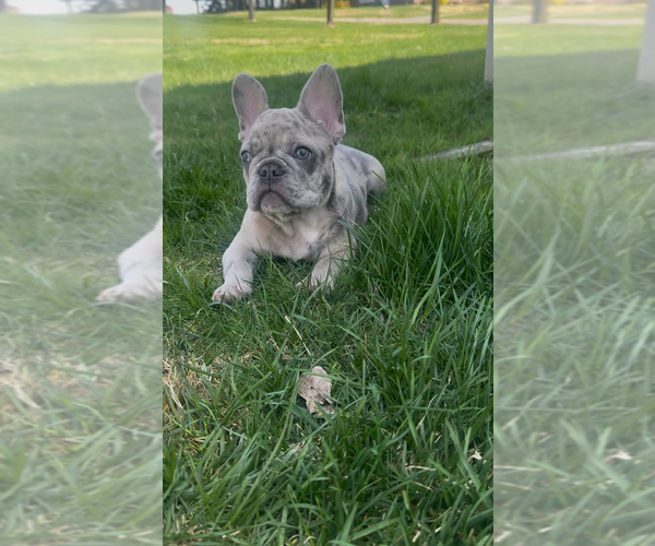 Medium Photo #3 French Bulldog Puppy For Sale in NAUGATUCK, CT, USA