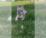 Small #2 French Bulldog