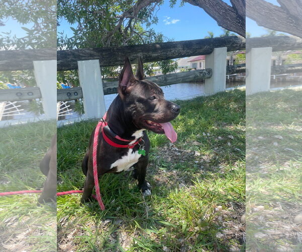 Medium Photo #24 Mutt Puppy For Sale in Pompano Beach , FL, USA