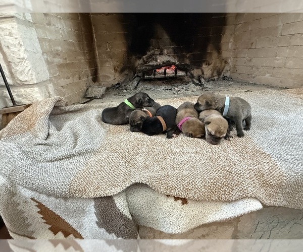 Medium Photo #7 German Shepherd Dog-Wolf Hybrid Mix Puppy For Sale in HAMILTON, TX, USA