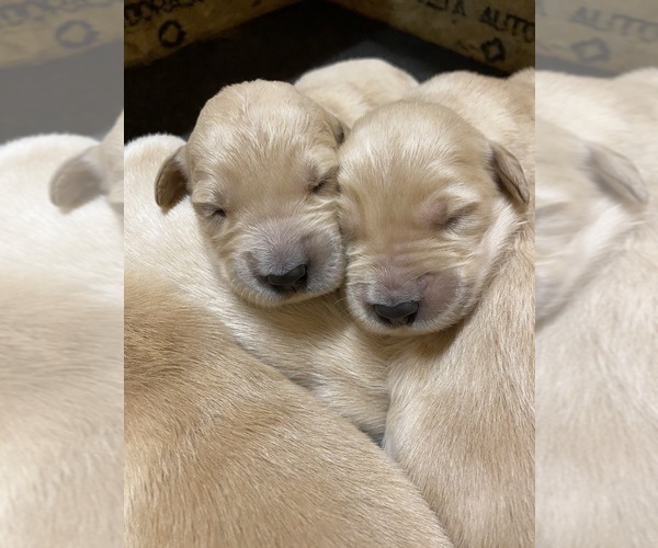Medium Photo #4 Golden Retriever Puppy For Sale in RILEYVILLE, VA, USA
